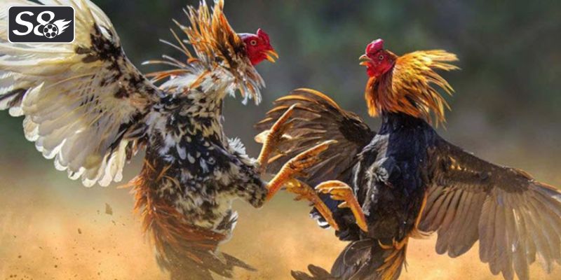 Chia sẻ luật chơi đá gà cho tân binh