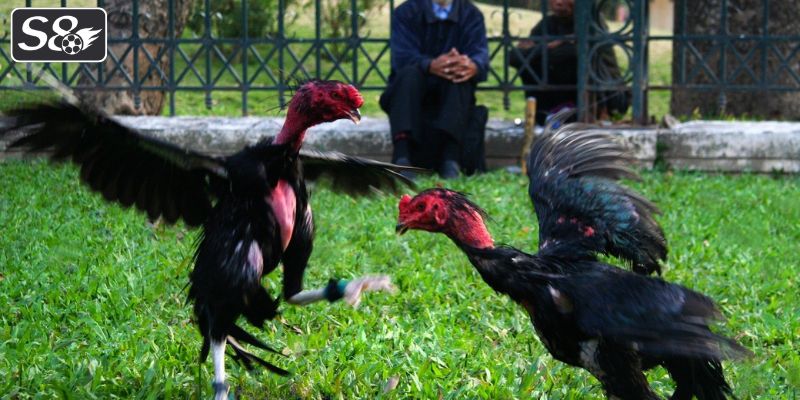 Đa dạng lựa chọn tại sảnh cược