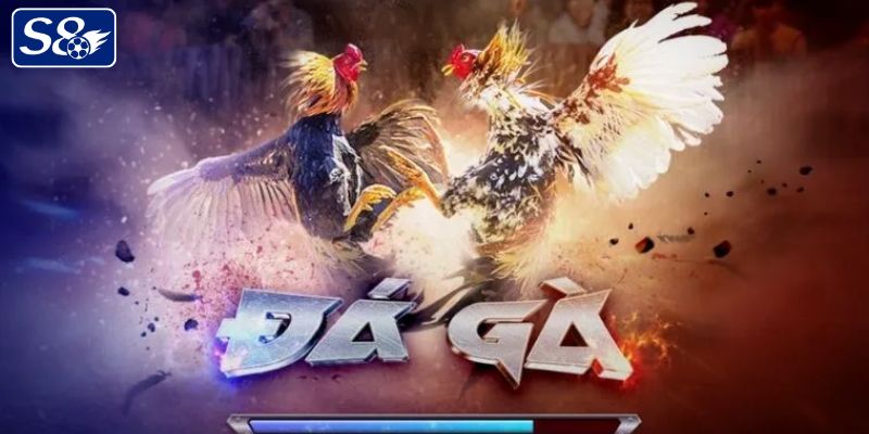 Khám phá sảnh cược đá gà trên trang S8