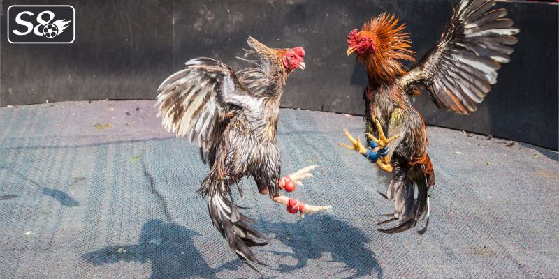 Những điểm hấp dẫn người chơi đá gà tại sảnh cược