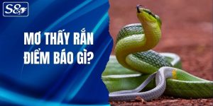 mơ thấy rắn S8